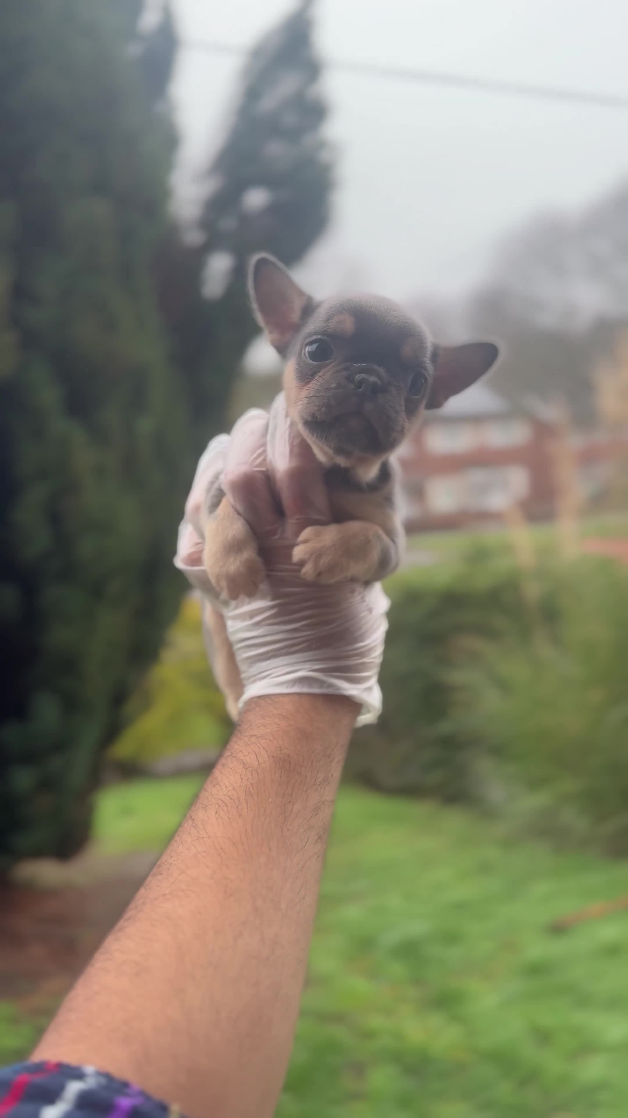 French Bulldog dogs for sale: Beautiful Litter Of Husky French Bulldogs - Video 2