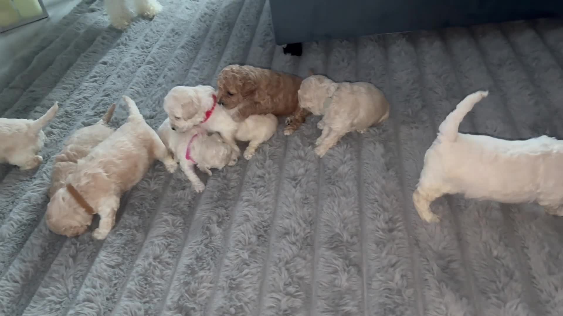 Cavapoochon dogs for sale: *REDUCED*LAST BABY GIRLS LEFT READY TO LEAVE NOW  - Video 1
