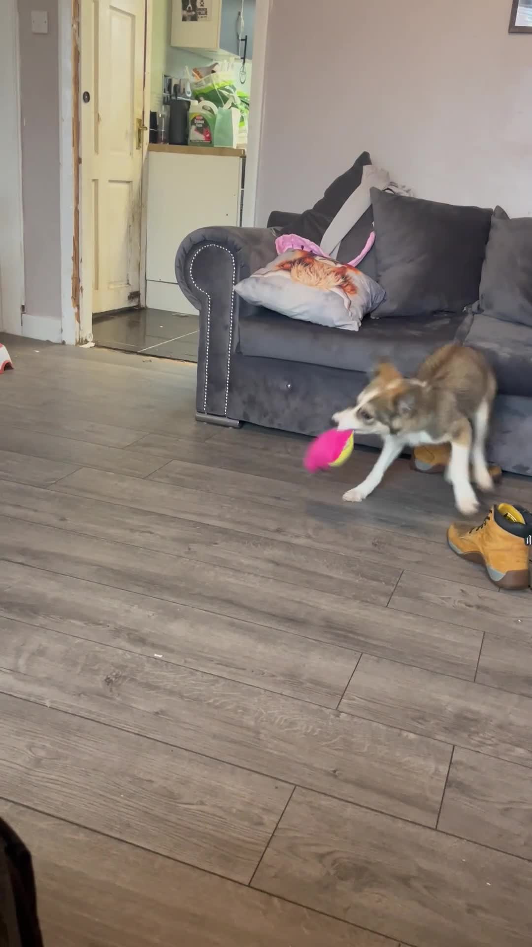 Border Collie dogs for sale: Brown and white border collie  - Video 1