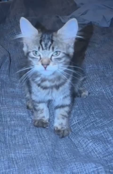 Mixed Breed cats for sale: Beautiful Fluffy Brown Tabby Female Kitten 🤎🐾 - Video 1