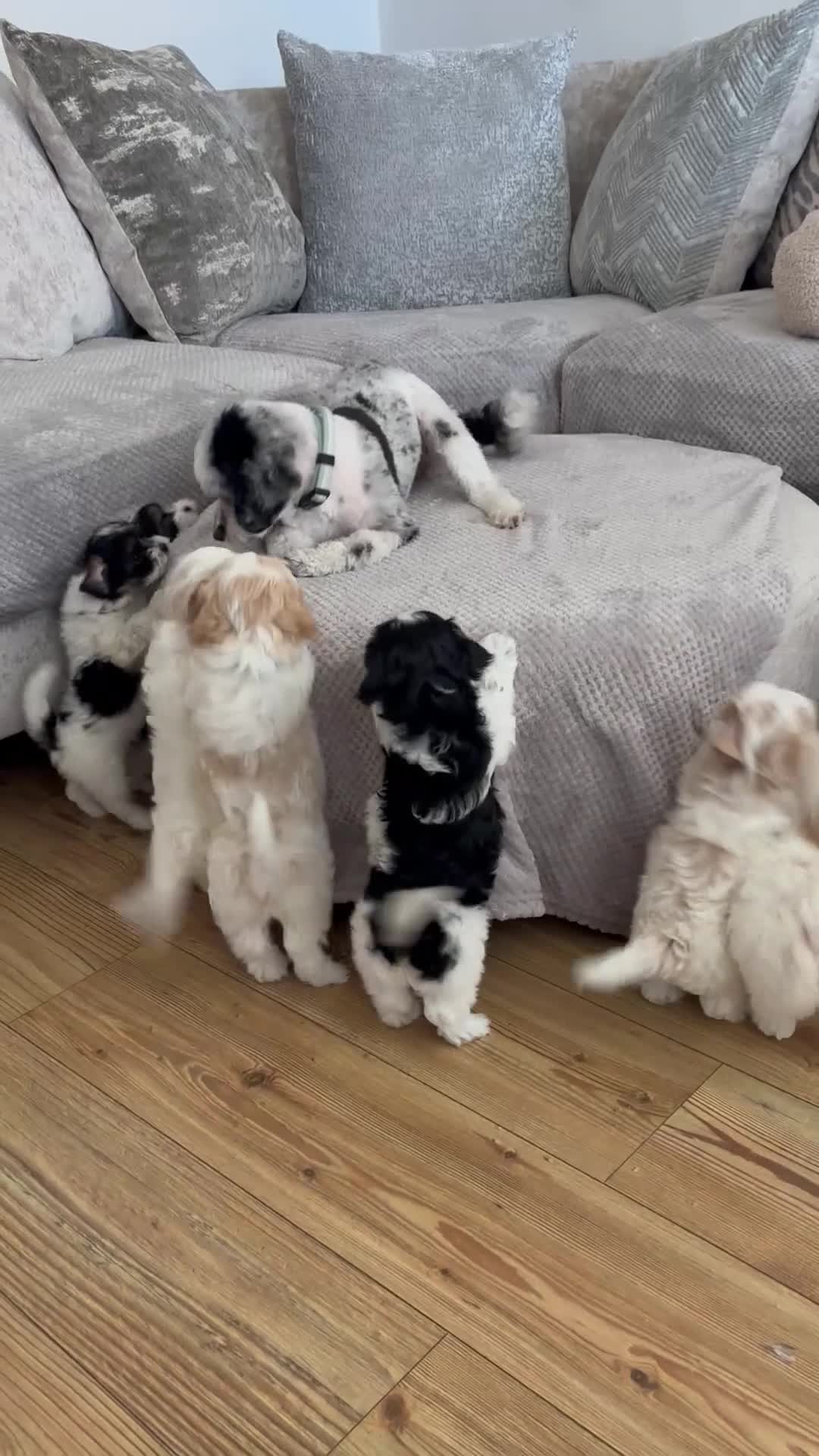 Maltipoo dogs for sale: Beautiful Maltipoo Puppies  - Video 1