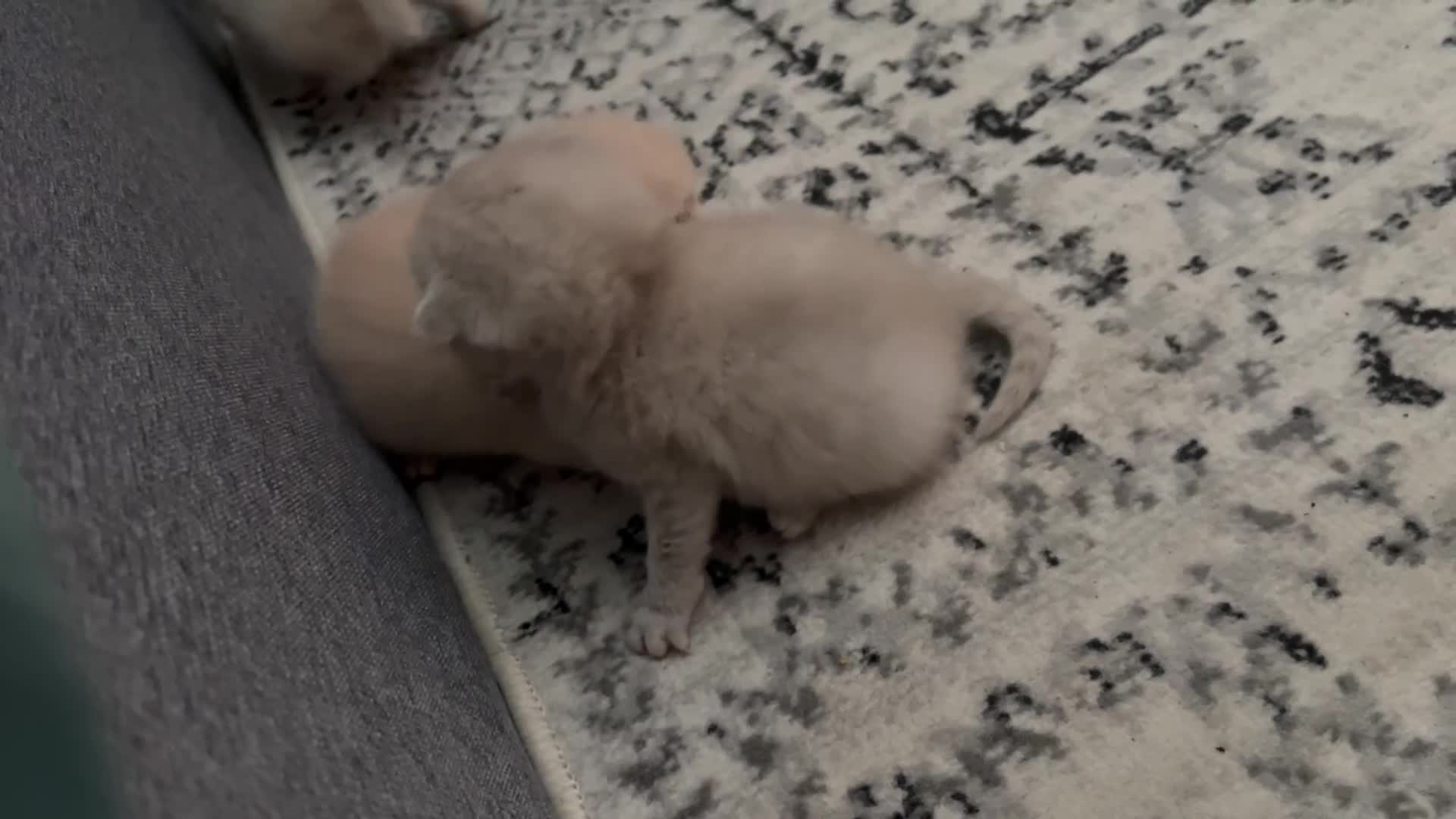 Scottish Fold cats for sale: READY TO RESERVE!! Stunning Scottish Fold Kittens  - Video 1