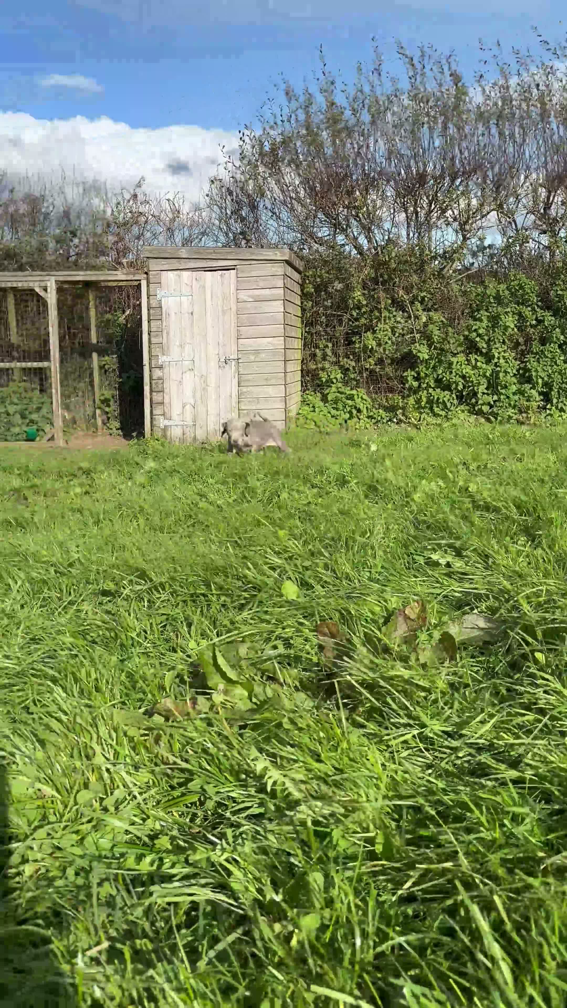 Weimaraner dogs for sale: KC weimaraner girl READY NOW - Video 1