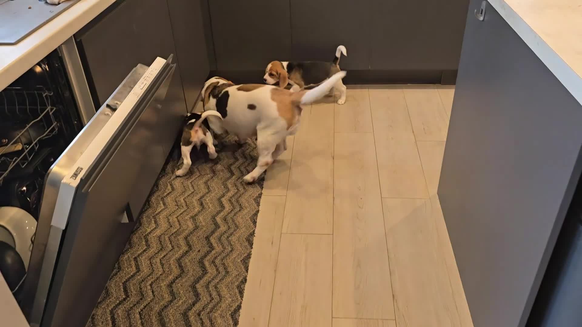 Beagle dogs for sale: 1 beautiful male beagle puppy in Leeds - Video 1