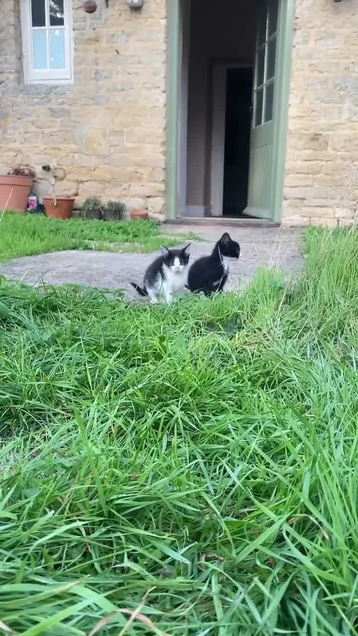 Mixed Breed cats for sale: Two farm kittens looking for forever homes  in Cirencester - Video 1