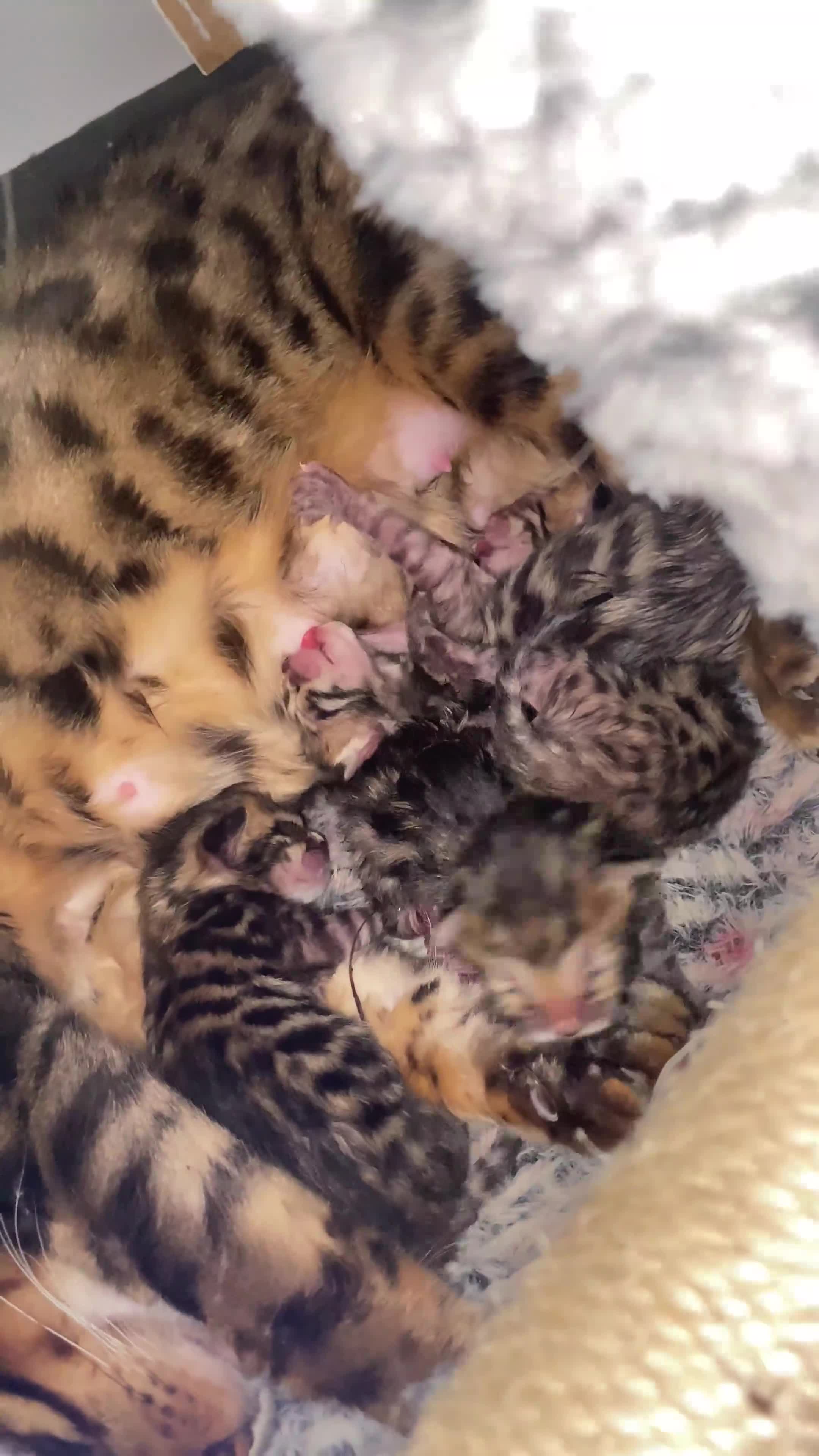 Bengal cats for sale: 3x bengal kittens full pedigree tica reg - Video 2