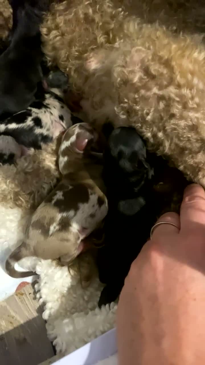 Pomapoo dogs for sale: UNUSUAL COLOURS & FLUFFY COATS ! ❤️ in Middlesbrough - Video 1