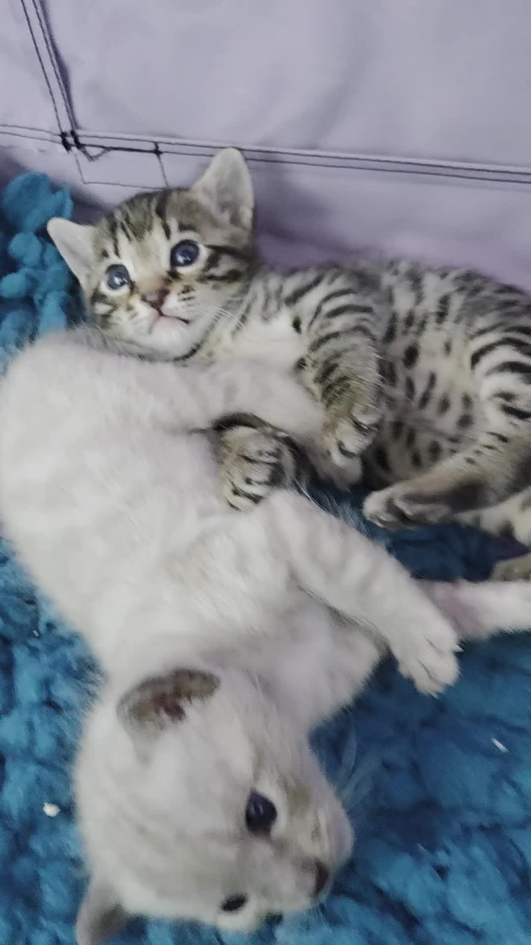 Bengal cats for sale: 🌟6 x CHAMPION BENGALS KITTENS🌟 - Video 4