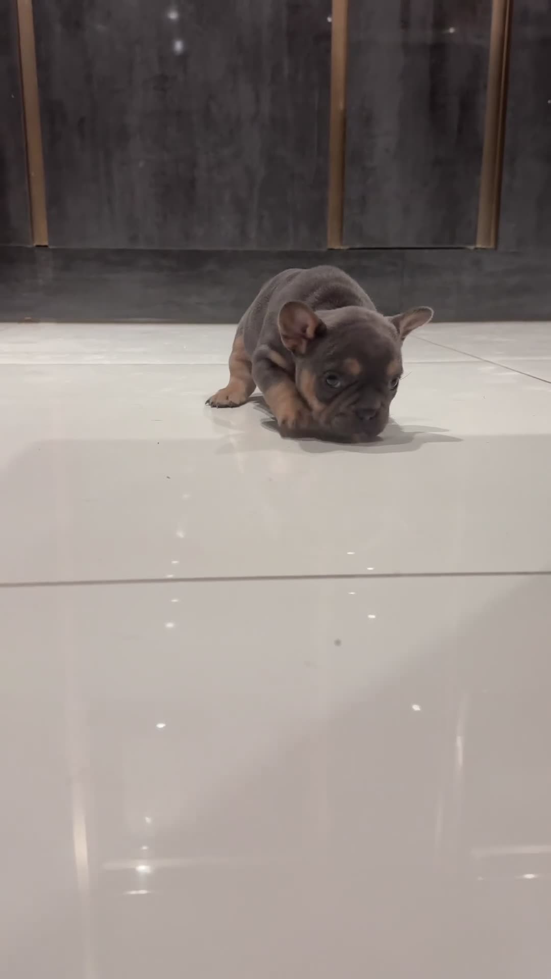 French Bulldog dogs for sale: KC reg Frenchbull dog puppies  - Video 3