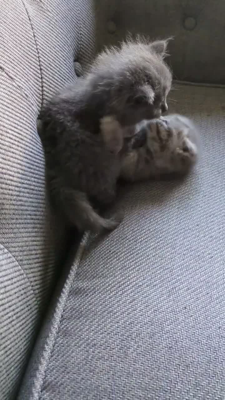 British Shorthair cats for sale: British shorthair cross kittens  - Video 2