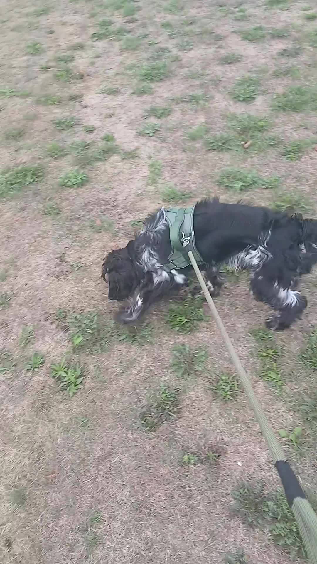 Cocker Spaniel dogs for sale: Baylee - Video 1