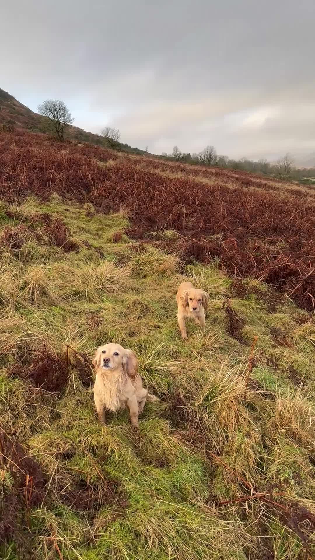Cocker Spaniel dogs for sale: Cocker spaniel  - Video 1