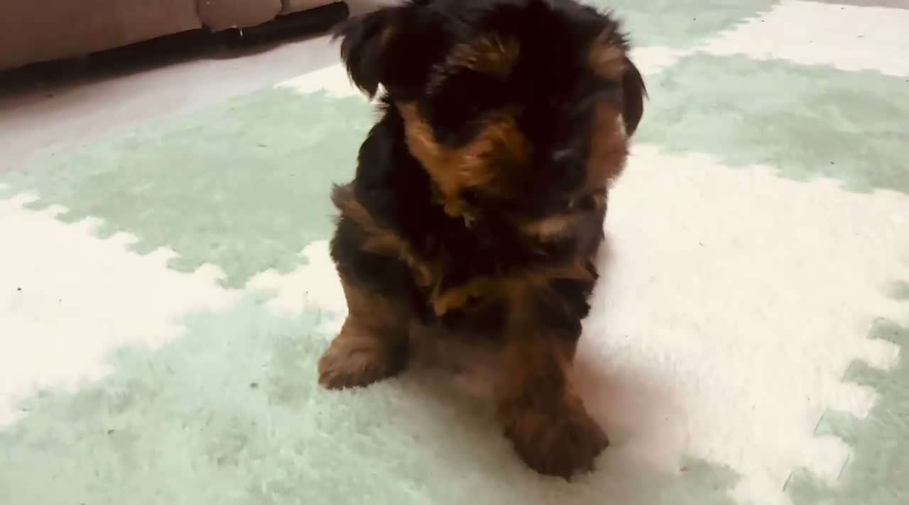 Yorkshire Terrier dogs for sale: 🐾  Beautiful Yorkshire Terrier Puppies  🐾 - Video 2