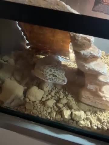 Leopard Gecko reptiles for sale: Leopard gecko  in Bournemouth - Video 1