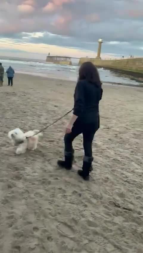 Mixed Breed dogs for adoption: 💙🐶 TEDDY 🐶💙 - Video 1