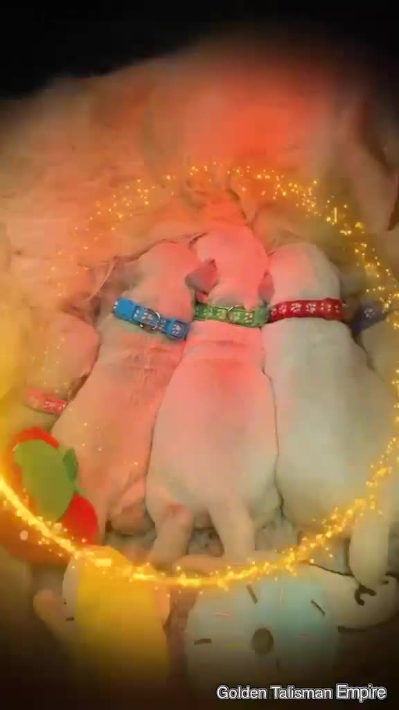 Golden Retriever dogs for sale: 🌟🏆CHAMPION Couple 35GEN HEALTH CERTIFICATED - Video 1