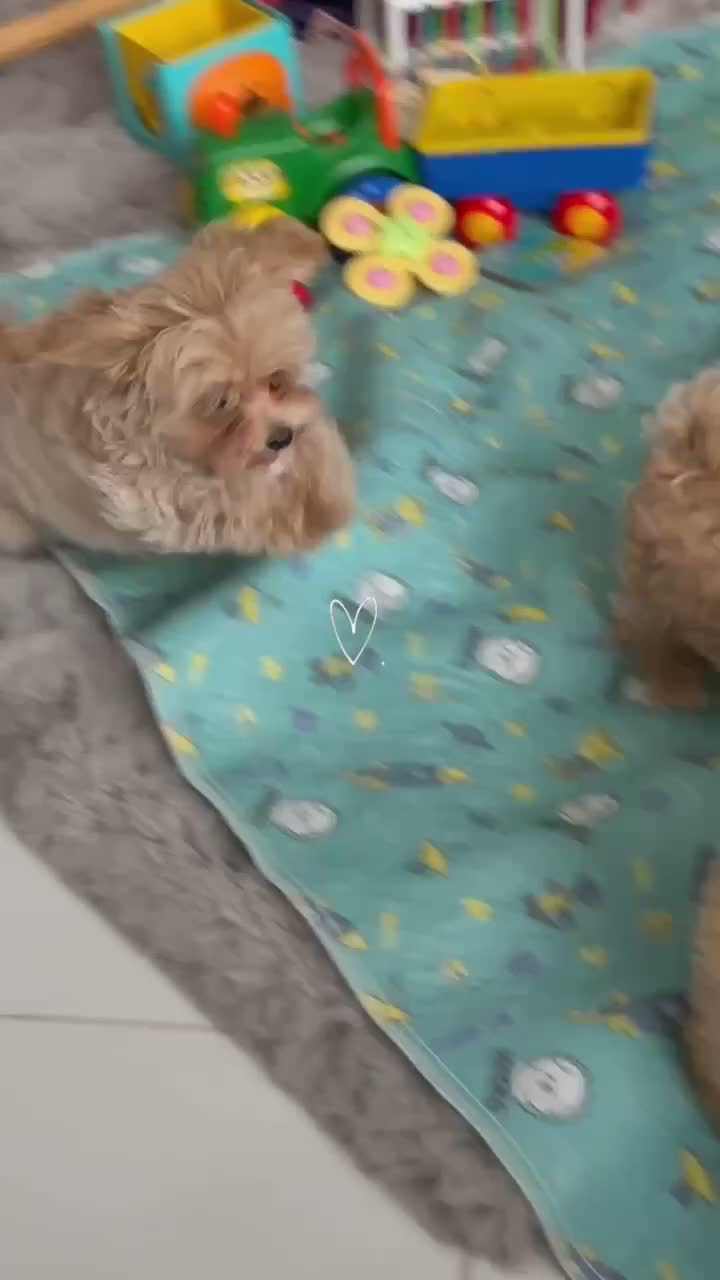 Maltipoo dogs for sale: Tiny teddy Maltipoo- from Asian teddy poodle dad - Video 1