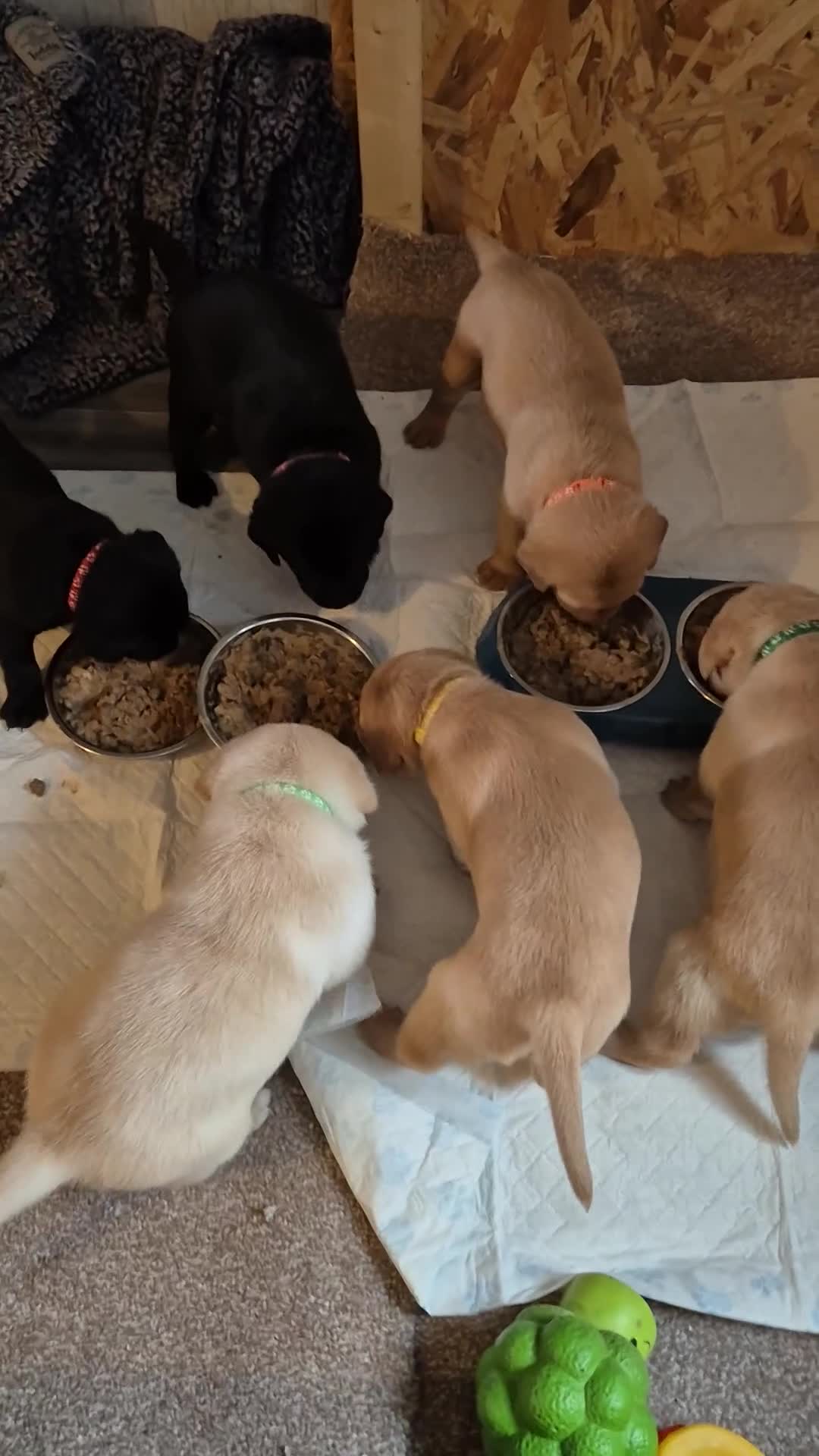 Labrador Retriever dogs for sale: Labrodor retriever kc in Plymouth - Video 1