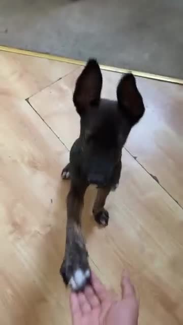 Belgian Shepherd Dog dogs for sale: 3 month old Dutch shepherd puppy  in Slough - Video 5