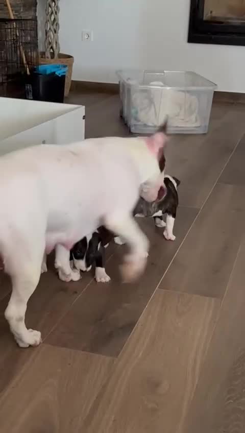 English Bull Terrier dogs for sale: English bull terrier puppies  - Video 3