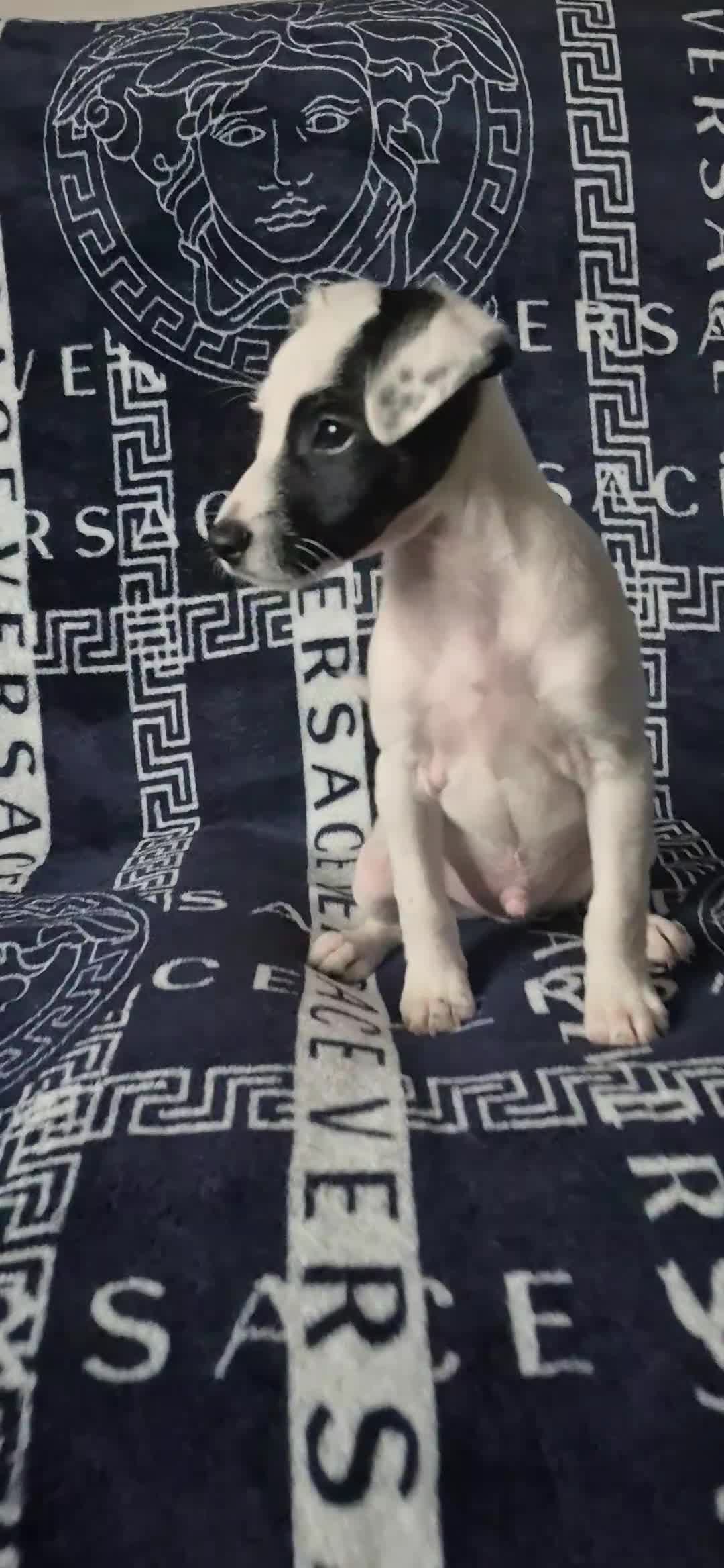 Jack Russell dogs for sale: 1 Beautiful boy Jack Russell puppy left for sale - Video 1