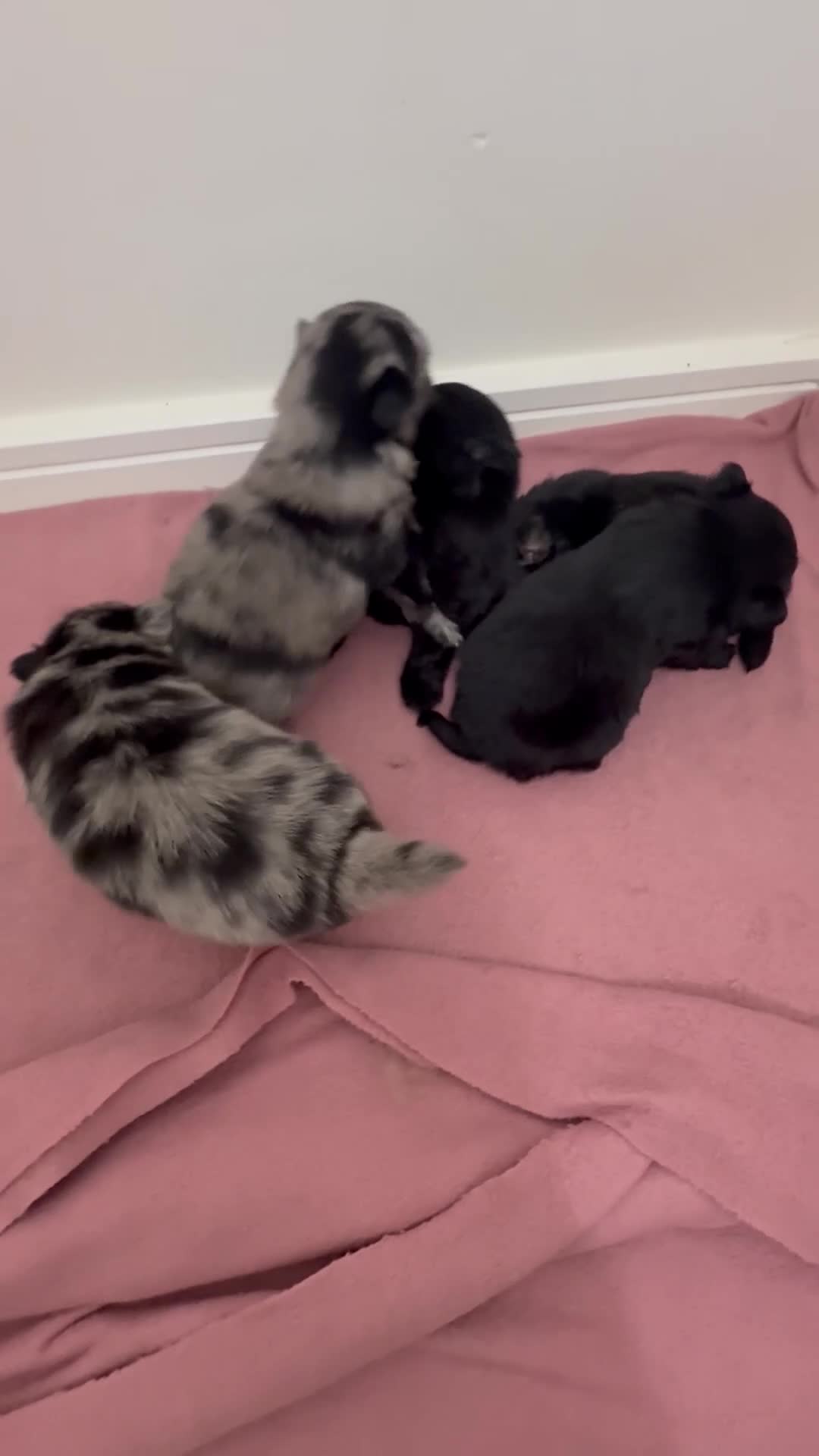 Pomchi dogs for sale: 3/4 Pomeranian  - Video 1