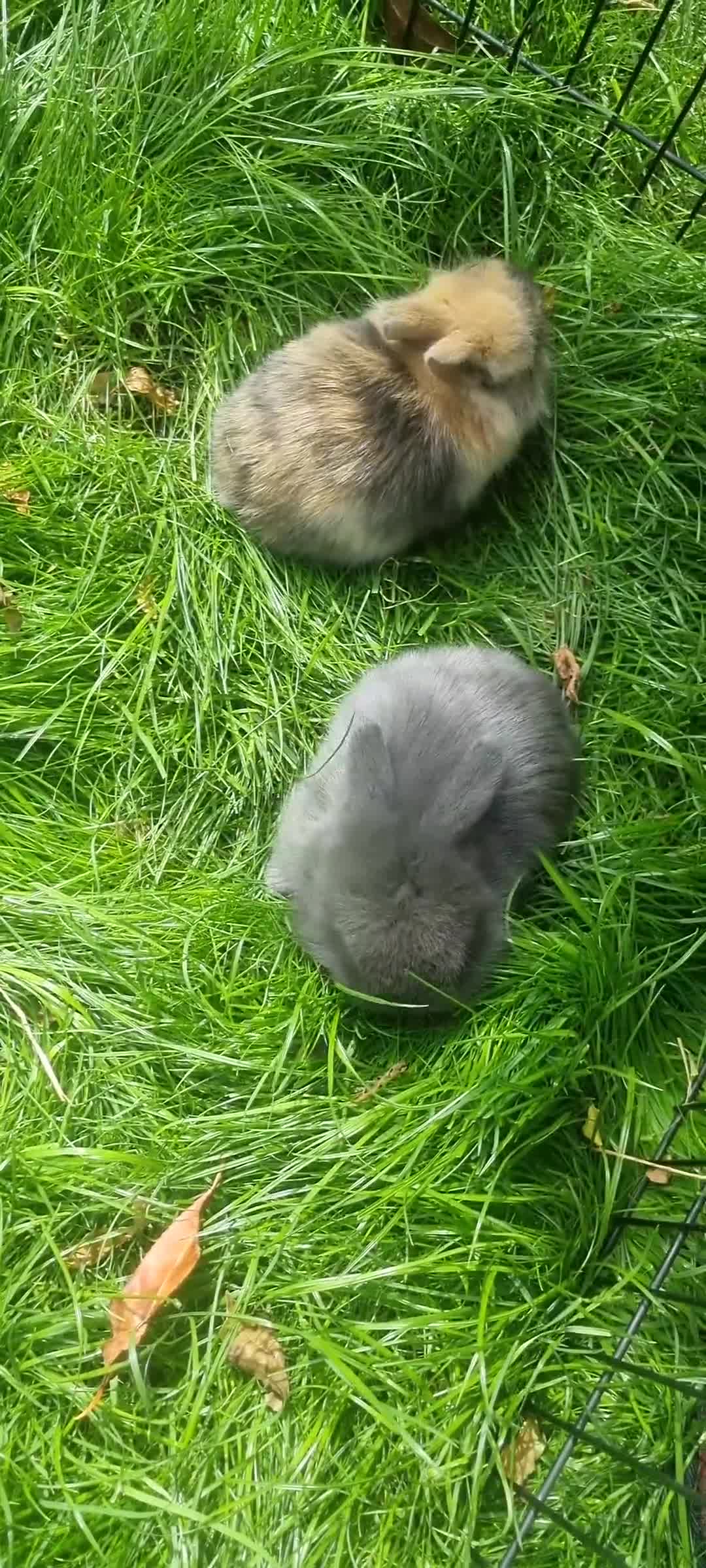Mini Lop rabbits for sale: 5 x Mini Lion Lop Born 1 August collect 1 October in Dorchester - Video 2