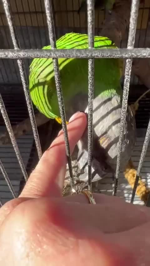 Parrots birds for sale: Senegal breeding pair  - Video 1