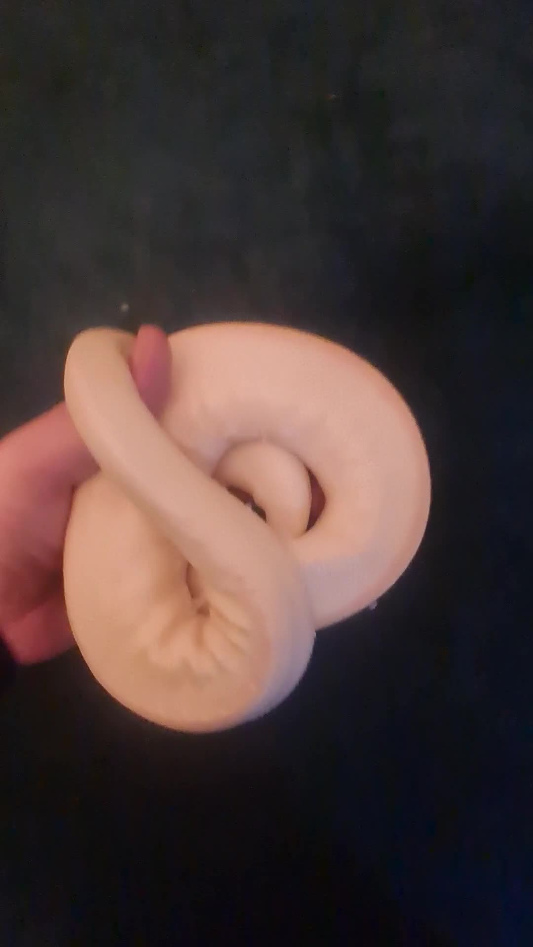 Python Snake reptiles for sale: Albino ball python - Video 1
