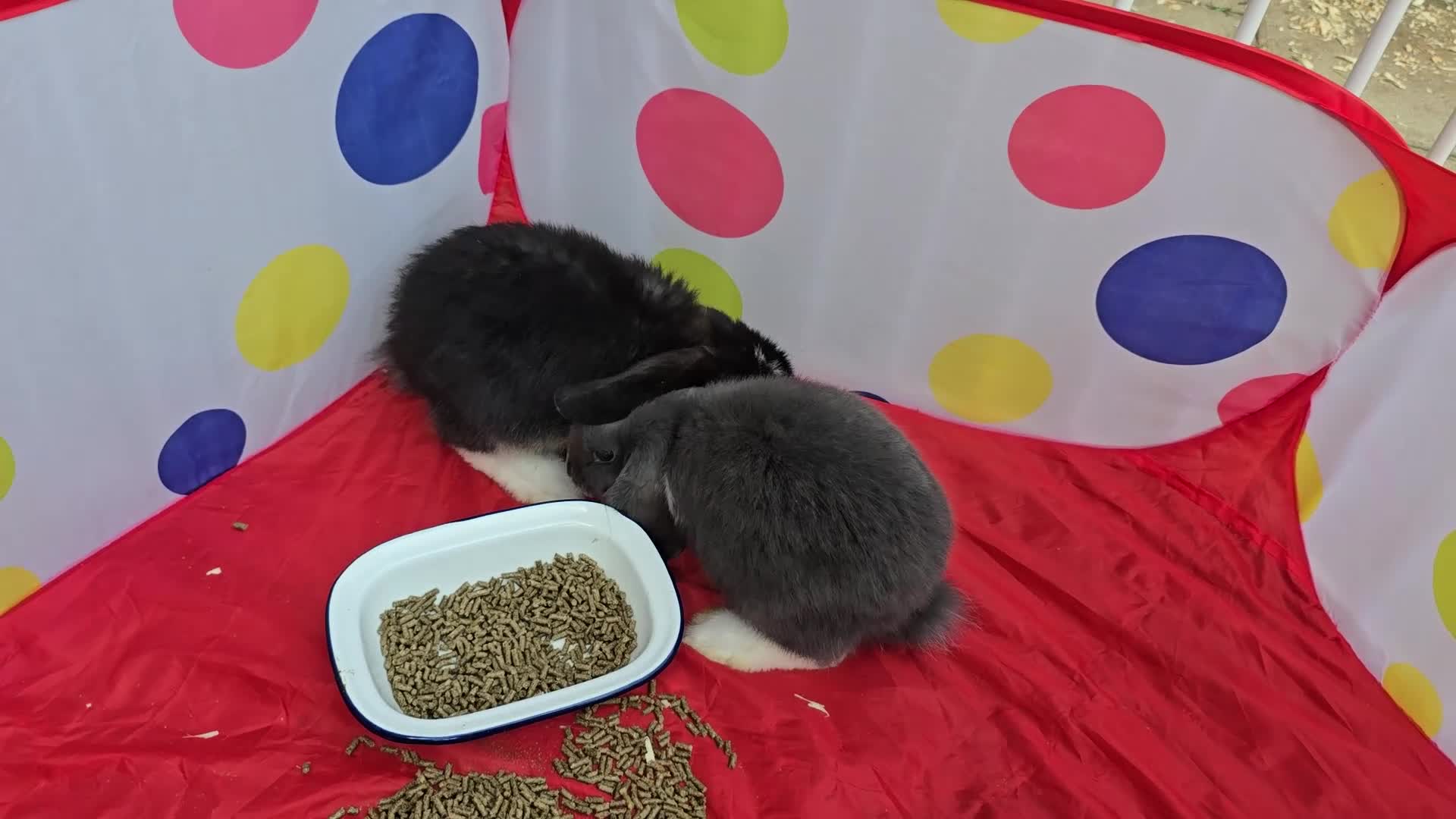 French Lop rabbits for sale: Pedigree giant french lop - Video 2