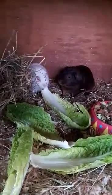 Guinea Pig rodents for sale: Lovely Baby Guinea pig boys available  - Video 2
