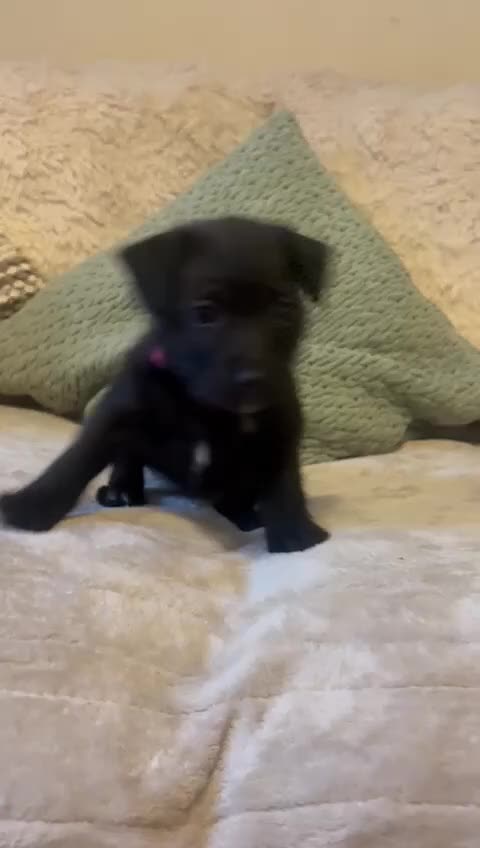 Mixed Breed dogs for sale: Gorgeous cockapoo cross staffy pups.  - Video 1