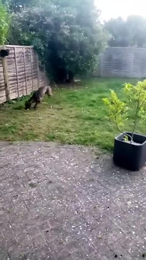 Lurcher dogs for sale: Adorable Young Lady called Mabel - Video 1