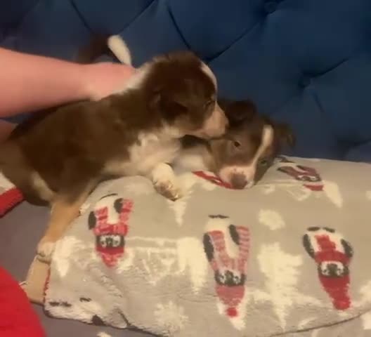 Border Collie dogs for sale: 1 Red/Brown Tri BorderCollie Boy: rough coat - Video 2