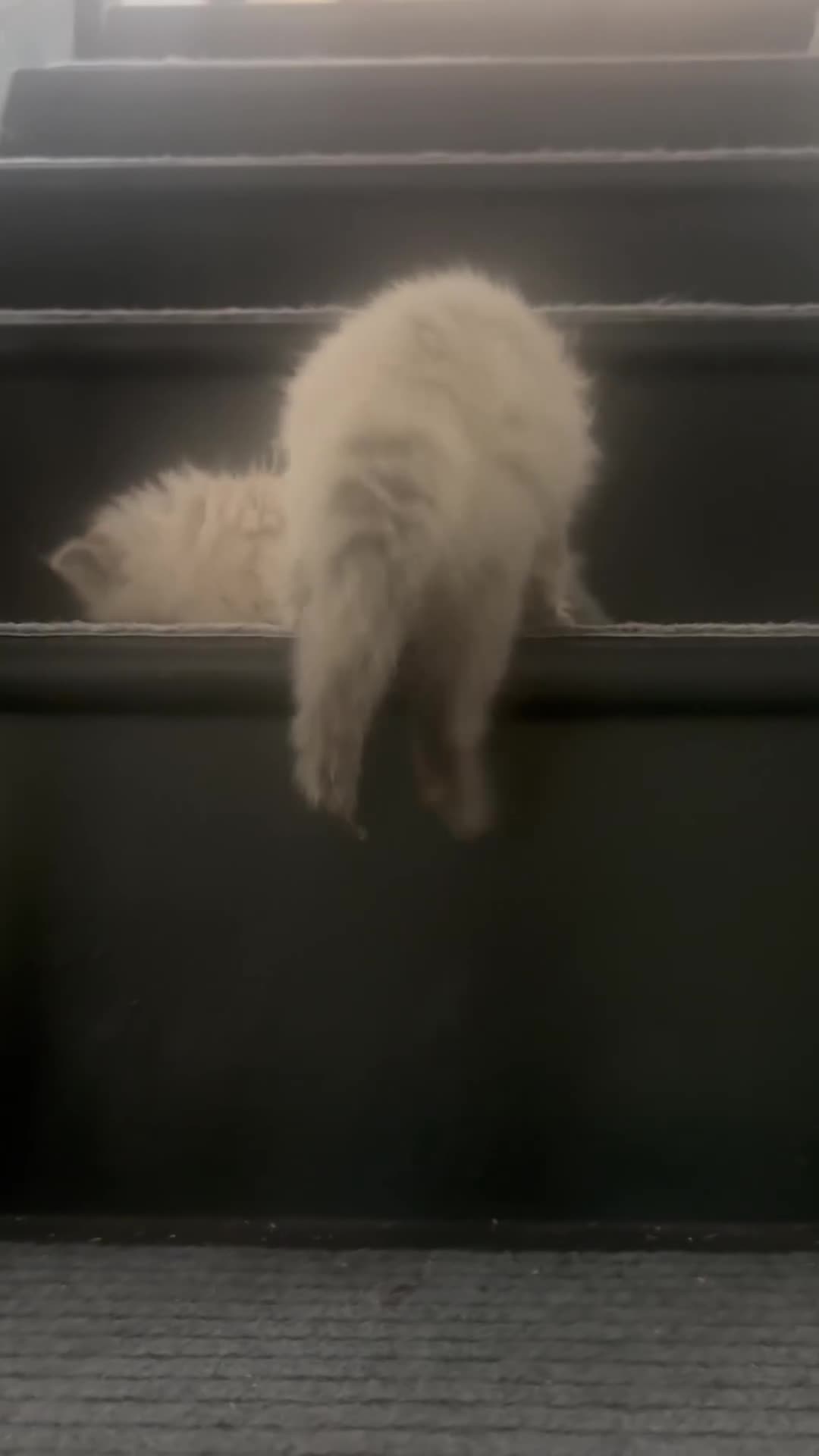 Ragdoll cats for sale: Champion bloodlines Ready for their loving homes - Video 1