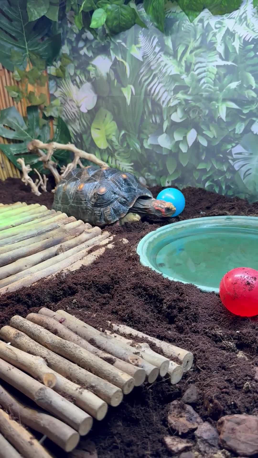 Tortoise reptiles for sale: Redfoot tortoise and enclosure all in - Video 2