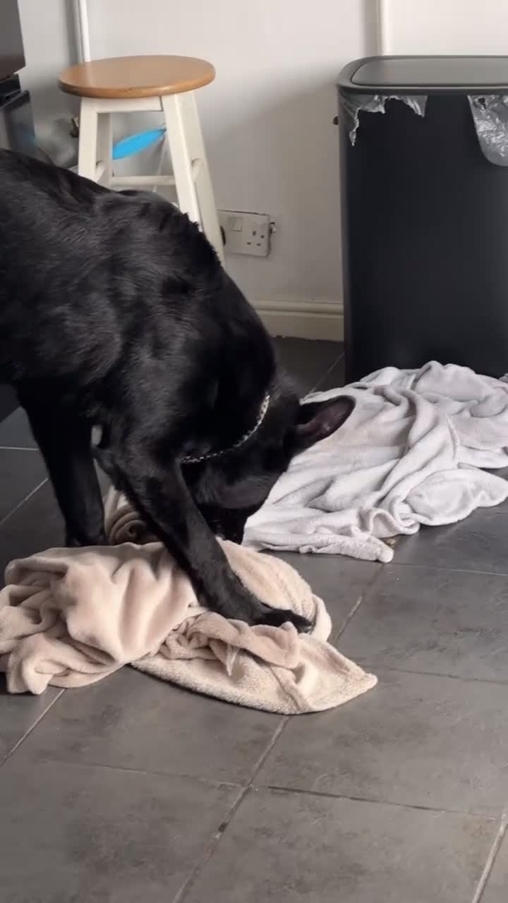 German Shepherd dogs for sale: Ghost - Black German shepherd  - Video 1