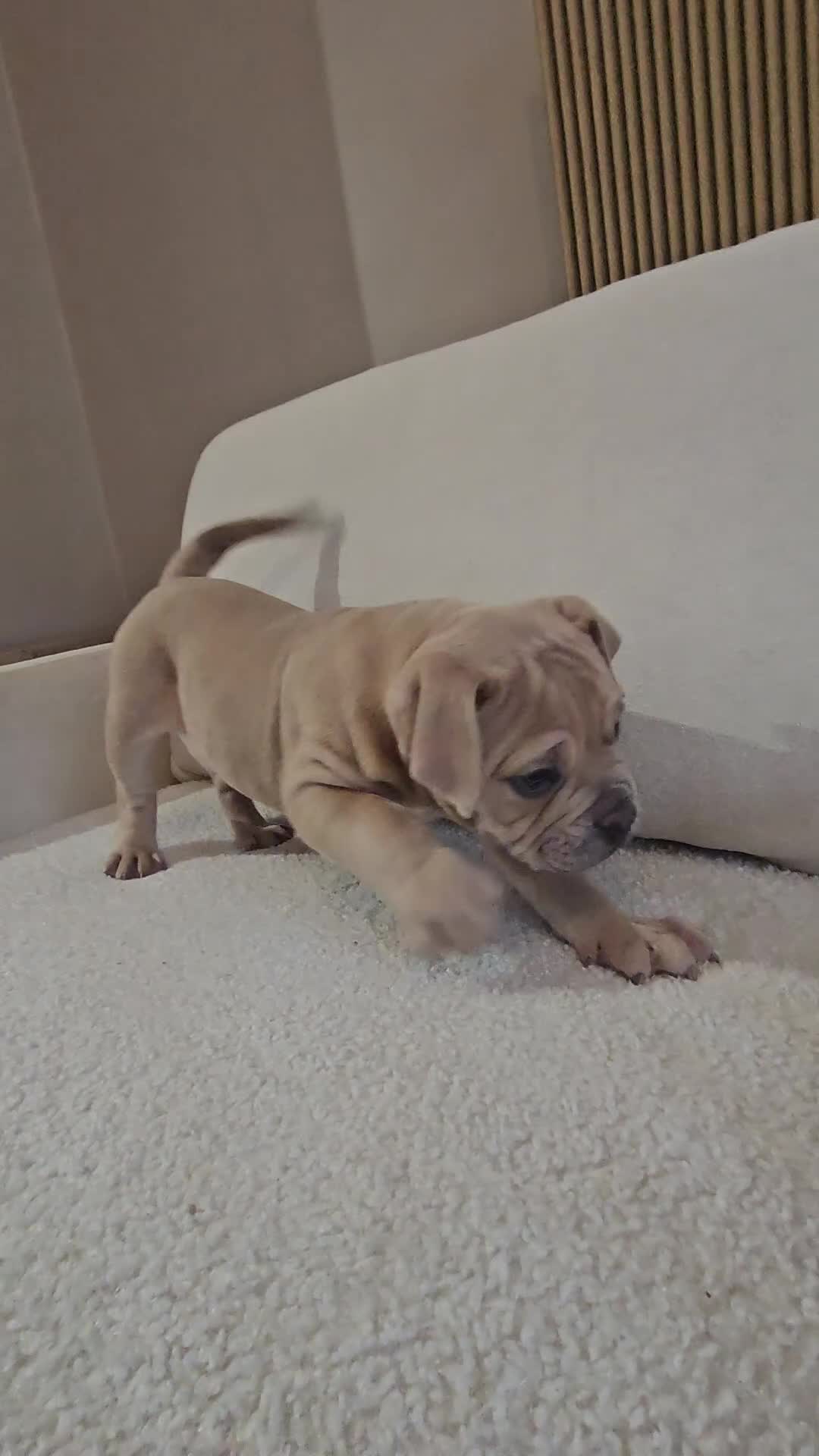 Olde English Bulldogge dogs for sale: Last boy available Olde english bulldog  - Video 1