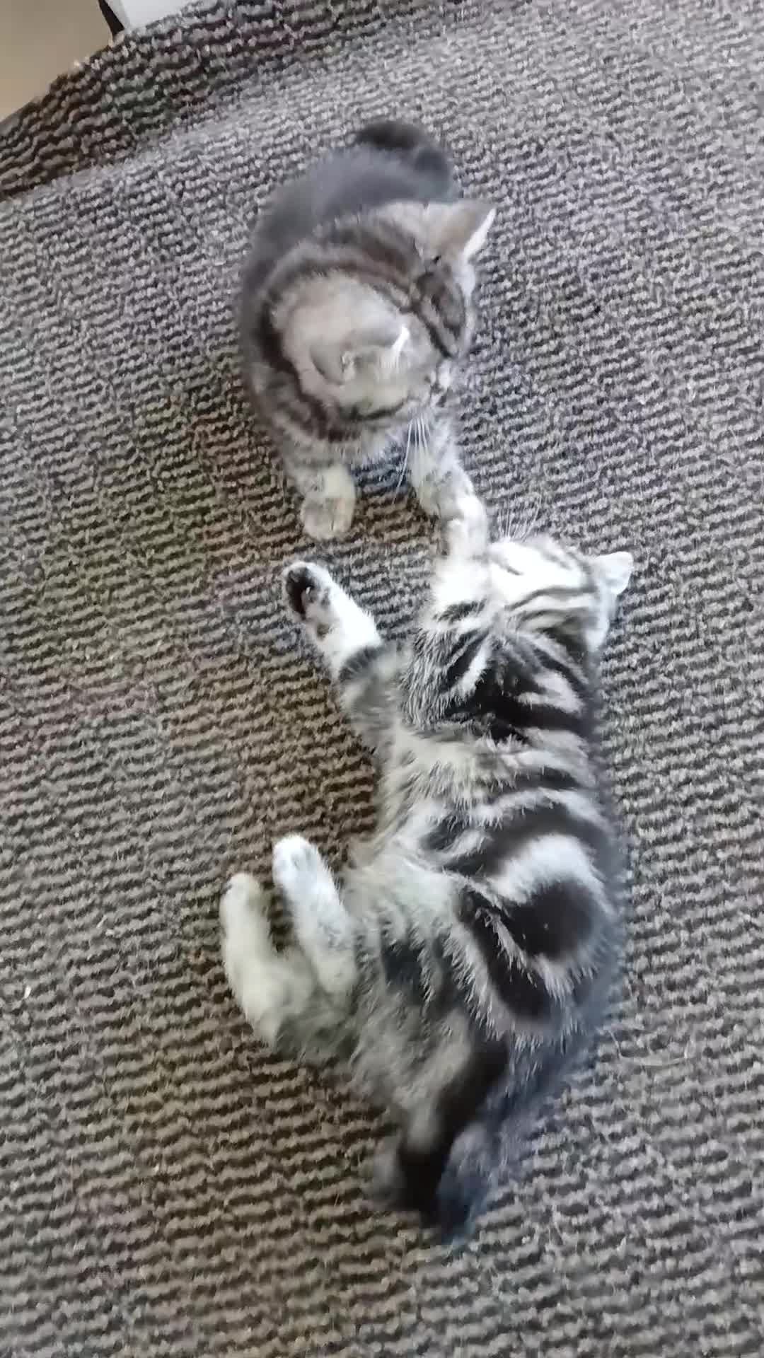 British Shorthair cats for sale: Bsh. Silver clasic tabby . - Video 4