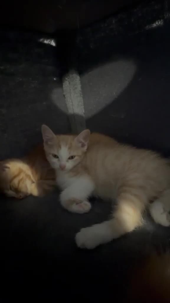 British Shorthair cats for sale: 3 BSH/ragdoll kittens🐾 in Luton - Video 2
