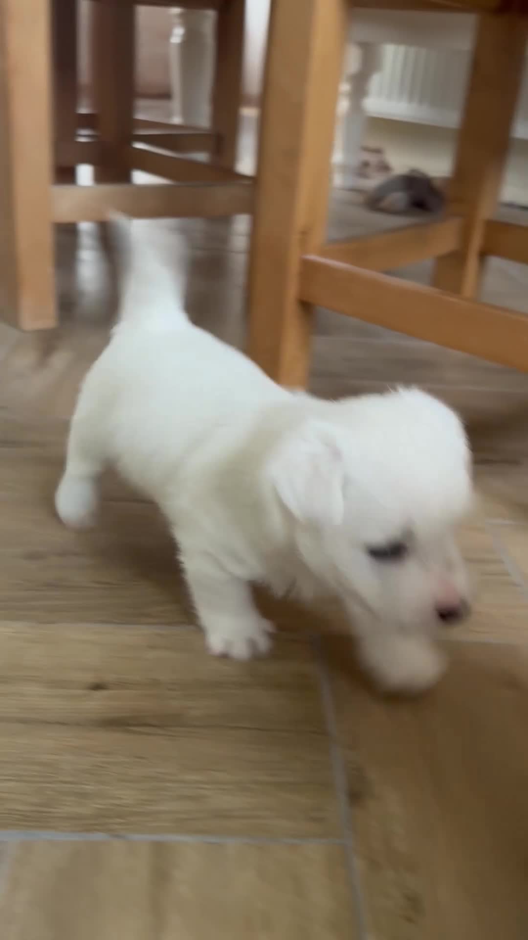 West Highland Terrier dogs for sale: Pedigree KC registered WESTIE puppies in Welshpool - Video 2