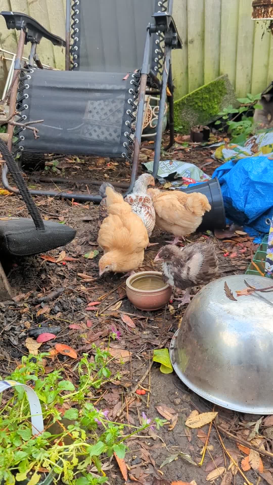Chickens poultry for sale: Chickens- Wyandotte, Orpington, Legbar, Blue egger - Video 1