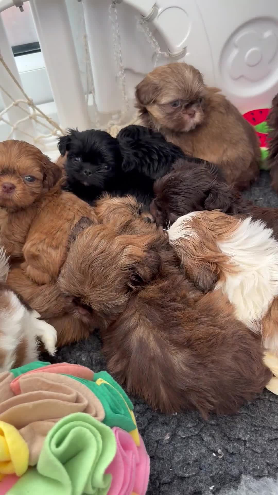 Shih Tzu dogs for sale: Last Boy Health Tested KC Registered  - Video 1