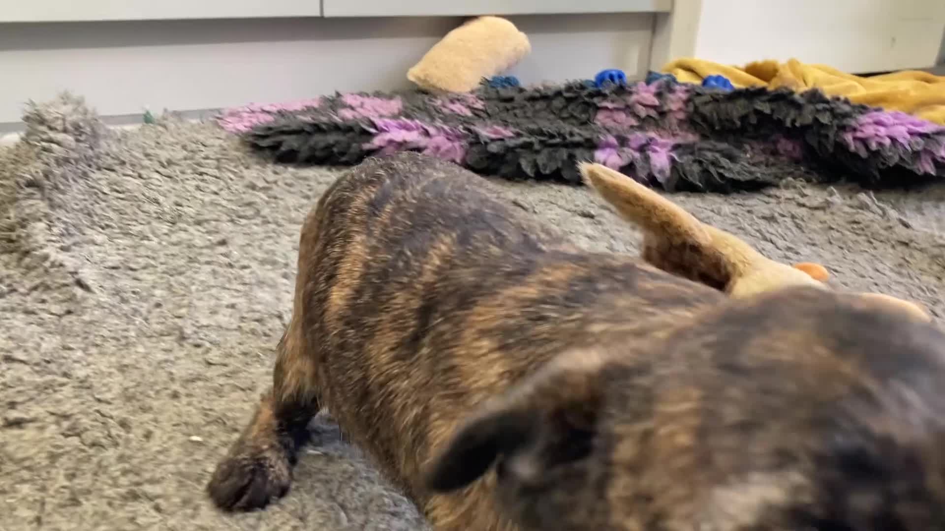 Mixed Breed dogs for sale: Border x Jack Russell girls - Video 1