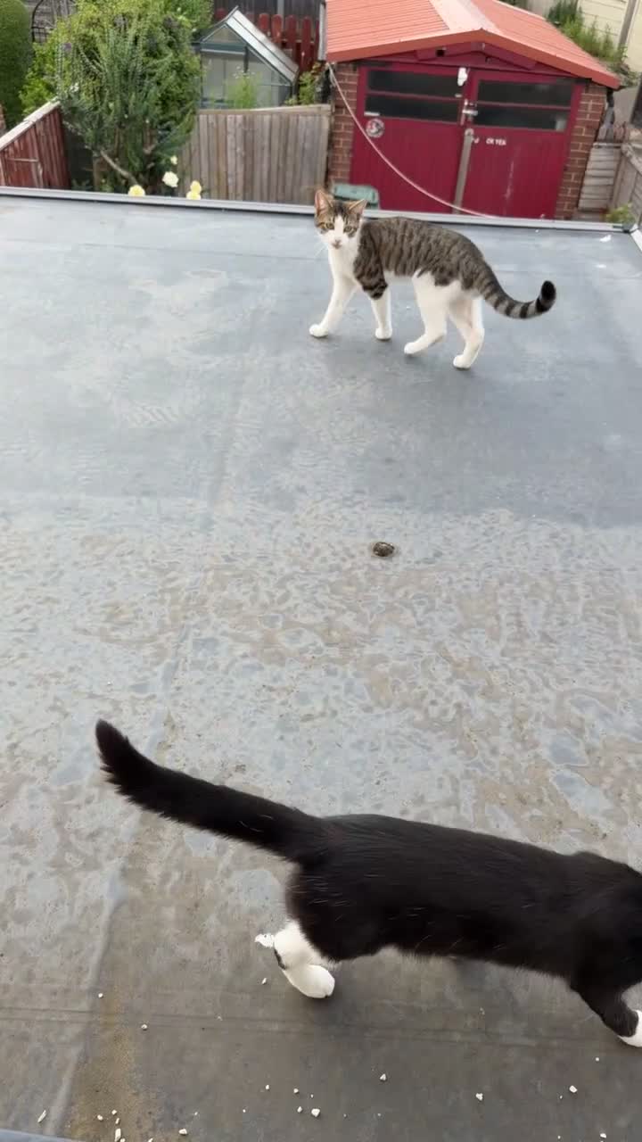 Mixed Breed cats for sale: *£0* 2 cats. Brother and sister  - Video 1