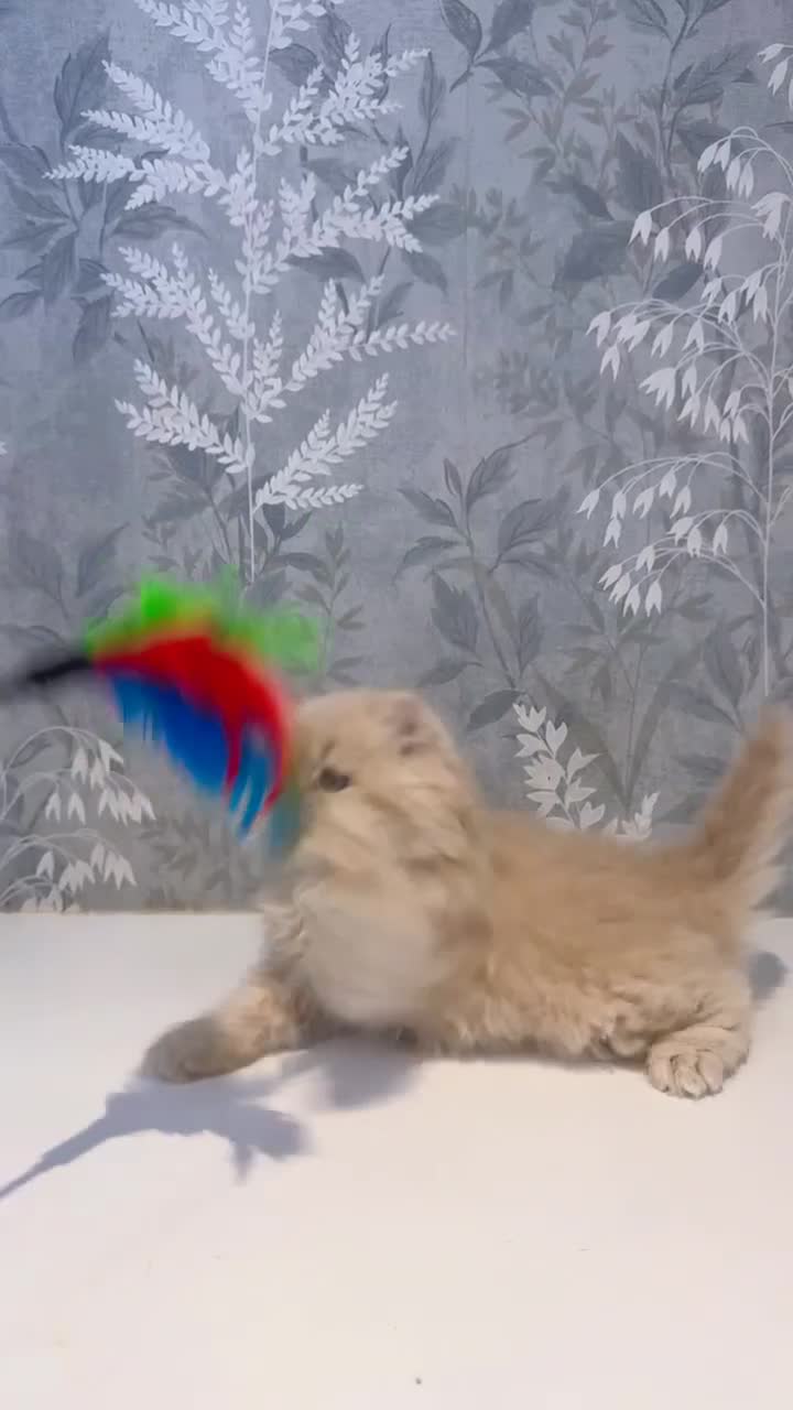 Persian cats for sale: Beautiful Long-Haired Persian Kittens - PKD neg - Video 3