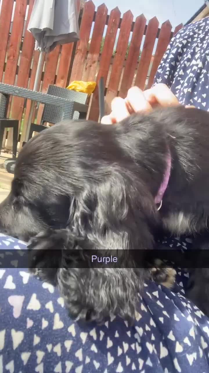 Cocker Spaniel dogs for sale: 3 cocker spaniel girls - Video 1