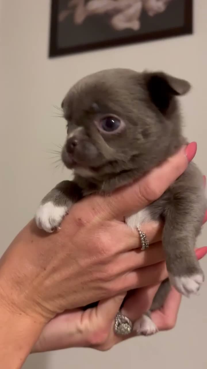 Chihuahua dogs for sale: Xx Outstanding litter of Smoothcoat Chihuahuas xX - Video 4