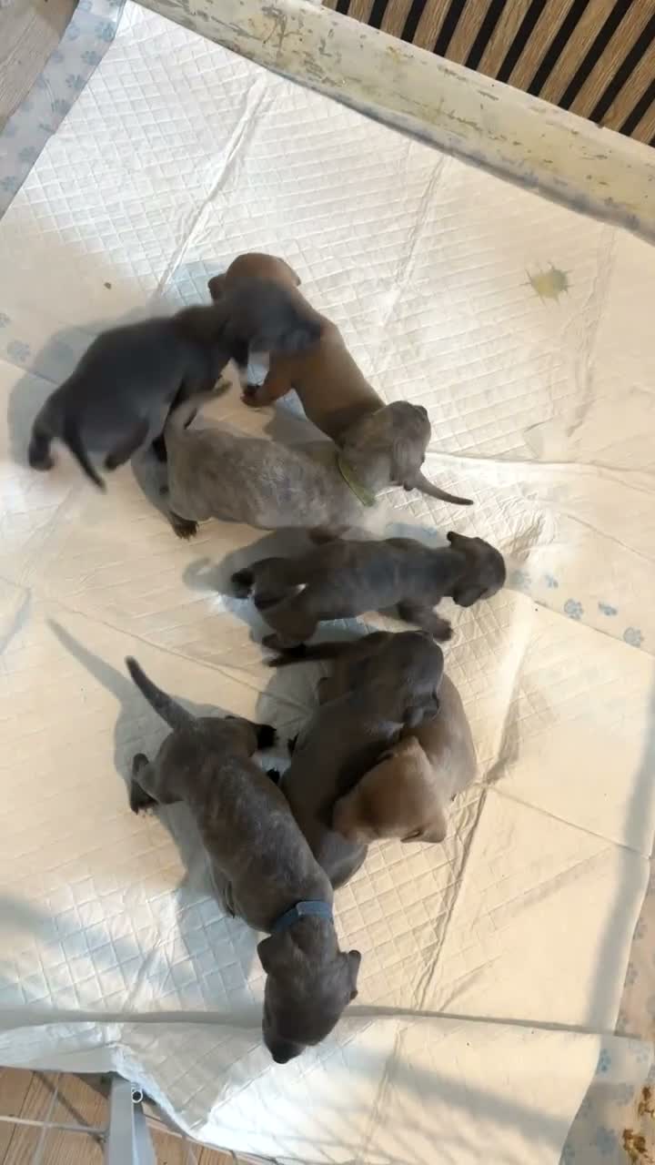 Mixed Breed dogs for sale: Staffy x pups for sale  in Stockport - Video 1