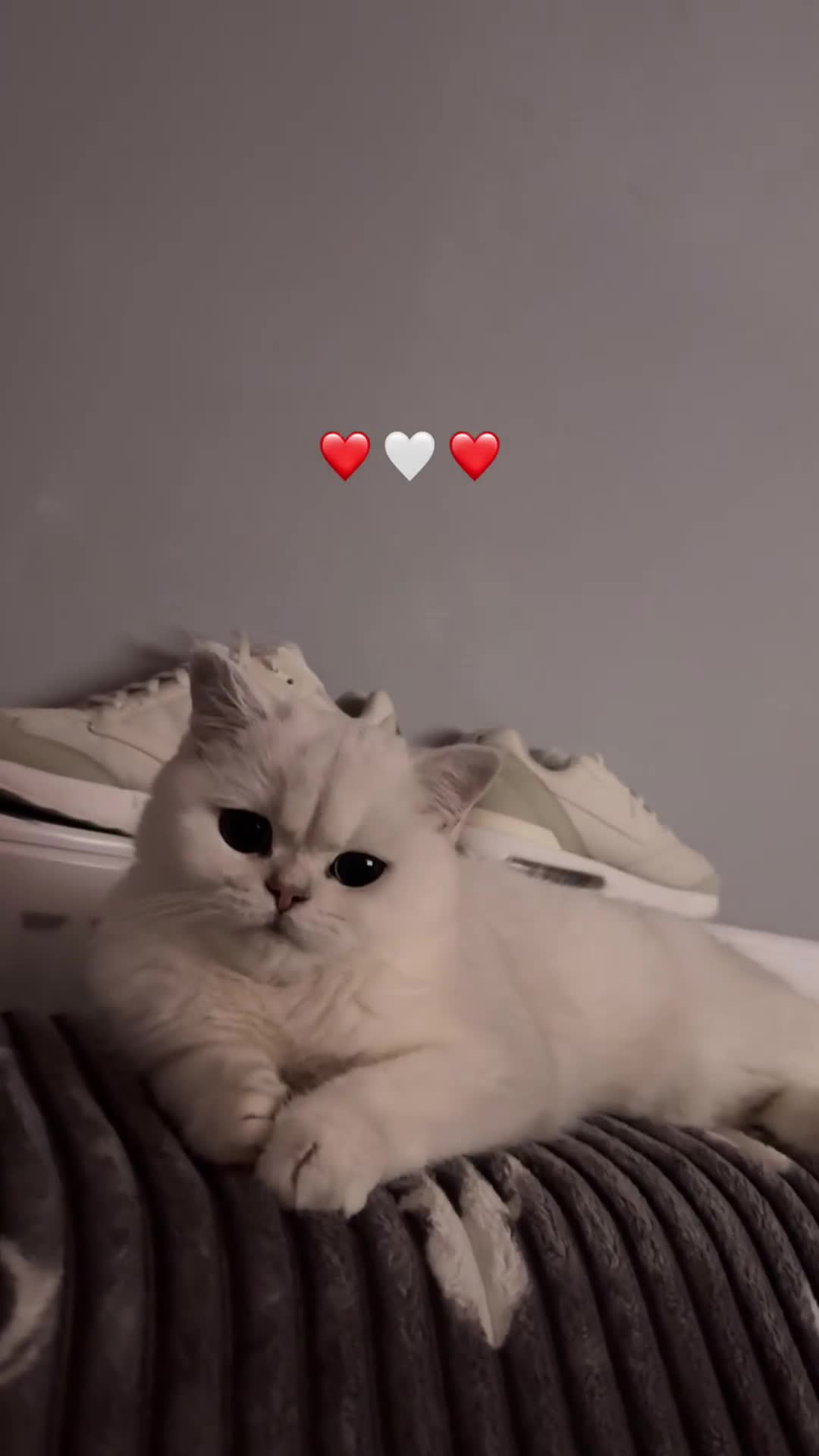 British Shorthair cats for sale: Luna looking for a lovely new family - Video 4